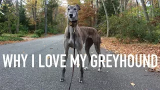 THINGS I LOVE ABOUT MY GREYHOUND!