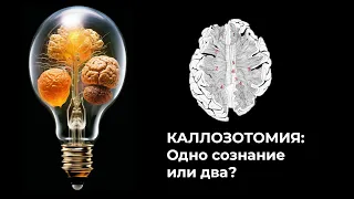 Каллозотомия: два сознания или одно?