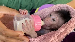 Most Cute Small Baby Boy Tobai Sleep In Soft Towel Drinking Milk