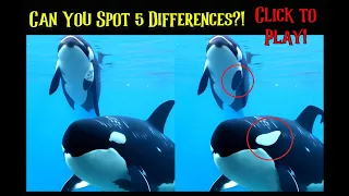 Spot 5 Differences Picture Puzzle: Captive Orca 6