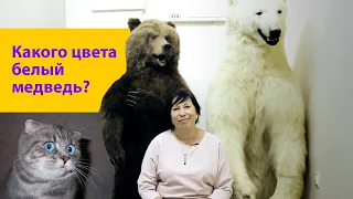 Какого цвета белый медведь? Наталья Носова