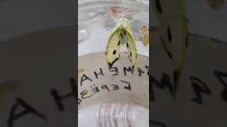 Появление бабочки капустницы