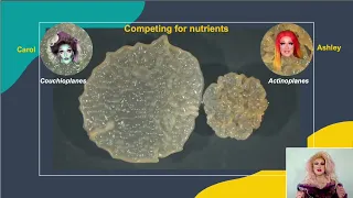 Bacterial DRAMA: Dispute Results in an Anti-Microbial Agent