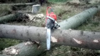 Cutting the tree with Chainsaw Husqvarna 560XP