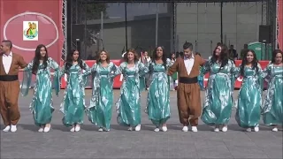 Masti - Kurdish Halparke from Sweden