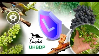 Вебінар «Захист винограду у конкретні періоди життєвого циклу»