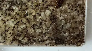 Solenopsis geminata (огненный муравей). Ты горишь, как в агонии...