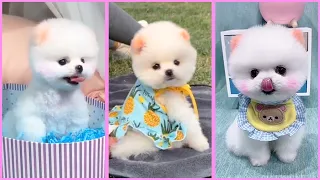 Funny and Cute Pomeranian Videos, Videos de TikTok Part 192