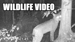 Appalachia Wildlife video 21-45 of Trail Cameras in the Foothills of the Smoky Mountains