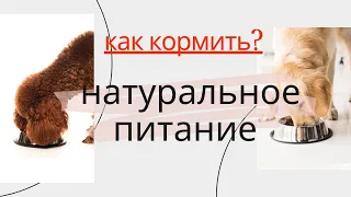 НАТУРАЛЬНОЕ ПИТАНИЕ: ДОРОГО? КАК РАССЧИТАТЬ? ОШИБКИ В КОРМЛЕНИИ И ПЕРЕХОД.