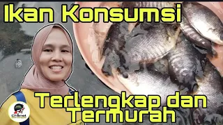 Review ikan konsumsi di Pasar ikan Purwonegoro Banjarnegara || Muraeh Polll