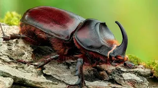 ЖУК НОСОРОГ ОБЫКНОВЕННЫЙ - очень сильный и безобидный жук! Интересное о жуках носорогах!