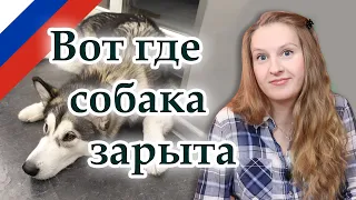 Вот где собака зарыта, Russian idioms, русские фразеологизмы