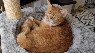 "I LOVE You" in cat language