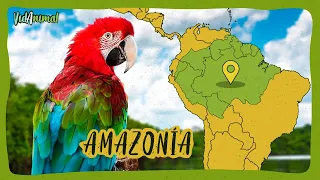 AMAZONAS SALVAJE: Toda su fauna extraordinaria.