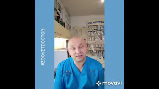 Сроки беременности у собак и кошек #zoovetdoctor