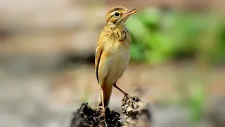 The beautiful moments of Paddyfield Birds | Find Food