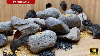 Mice hide and seek in Rocks to Entertain the Cats | Cat Games Mice Playing to Watch | 8 hour 4k