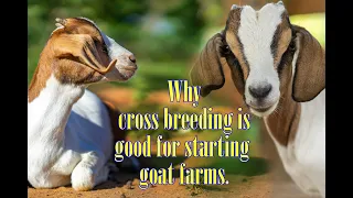 Why cross breeding is good for starting goat farms