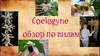 Coelogyne обзор видов