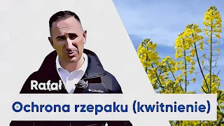 Zabieg na płatek w RZEPAKU! Jak chronić przed szkodnikami i chorobami | e-pole do popisu #56