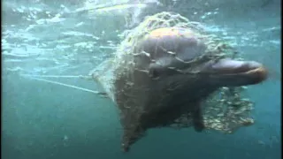21 1972 Голоса дельфинов - Подводная одиссея команды Кусто