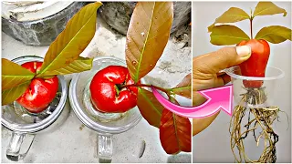 best simple method grow rose apple tree from rose apple plants with alovera in the class