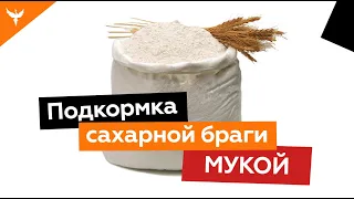 Подкормка сахарной браги мукой