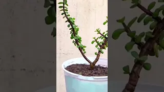 make jade bonsai tree at home