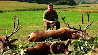 Red Stag hunting in Hungary Rothirschjagd in Ungarn