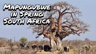 Mapungubwe in Spring | National Park | South Africa | September 2023