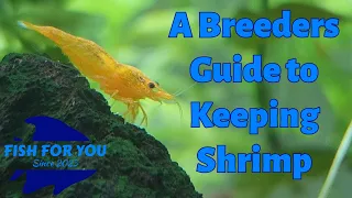 Complete Master Guide on Keeping and Breeding Shrimp in Your Aquarium