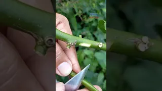 CITRUS GRAFTING