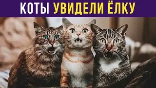 Приколы с котами. КОТЫ ВПЕРВЫЕ УВИДЕЛИ ЁЛКУ | Мемозг #150