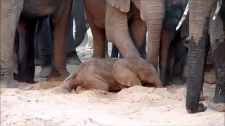 A new elephant life