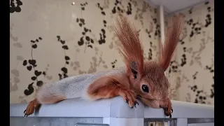 Как я воспитываю своего бельчонка...! 👩‍🎓🐿️🤭 How do I raise my squirrel