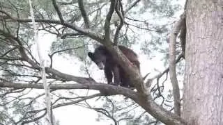 Ever seen a bear use a tree as a scratching post??????????