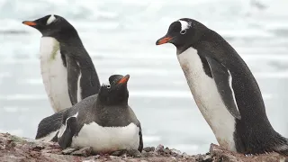 Penguin Caught Stealing Rocks
