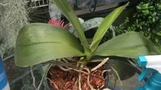 Phalaenopsis Orchid Care :Trimming Dead Roots, Removing old Orchid Blooms & Cleaning Orchid Leaves