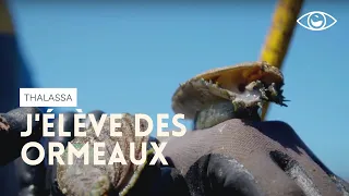 J'élève des ormeaux à Plouguerneau (Bretagne) Thalassa