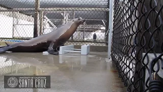 Sea Lion Keeps A Beat