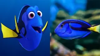 Finding Dory in Real Life ★ Disney Pixar Animation