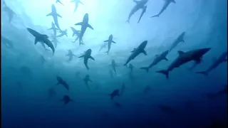 The Blue Planet Collection | Part 1 |  BBC Earth