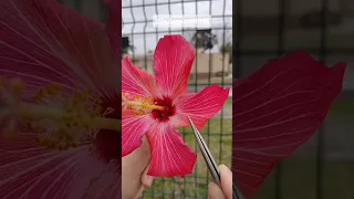 Vamos falar sobre botânica? Aprenda tudo sobre uma flor em apenas um minutinho.🌸