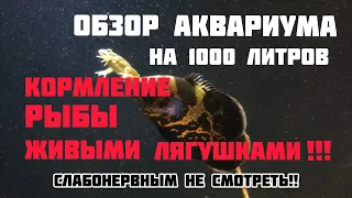 Кормление рыбы живыми лягушками!! Обзор аквариума на 1000 литров!