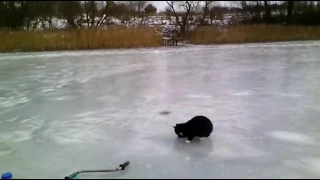 Зимняя рыбалка с котом прожорой