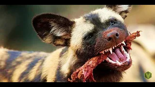 HYENOID DOG - even leopards and buffaloes are afraid of it!  A dog in action, against a lion, hyena