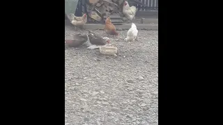 спаривание индоуток🦆