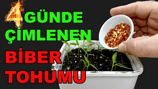 The Fastest Pepper Seed Germination Technique