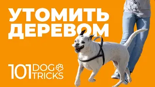 4 команды с деревом 🐩 Научить собаку обходить хозяина по команде 🐾 Команды Обойди Обратно Право Лев🐶